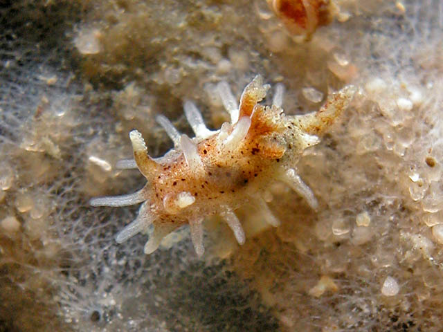 Okenia mija